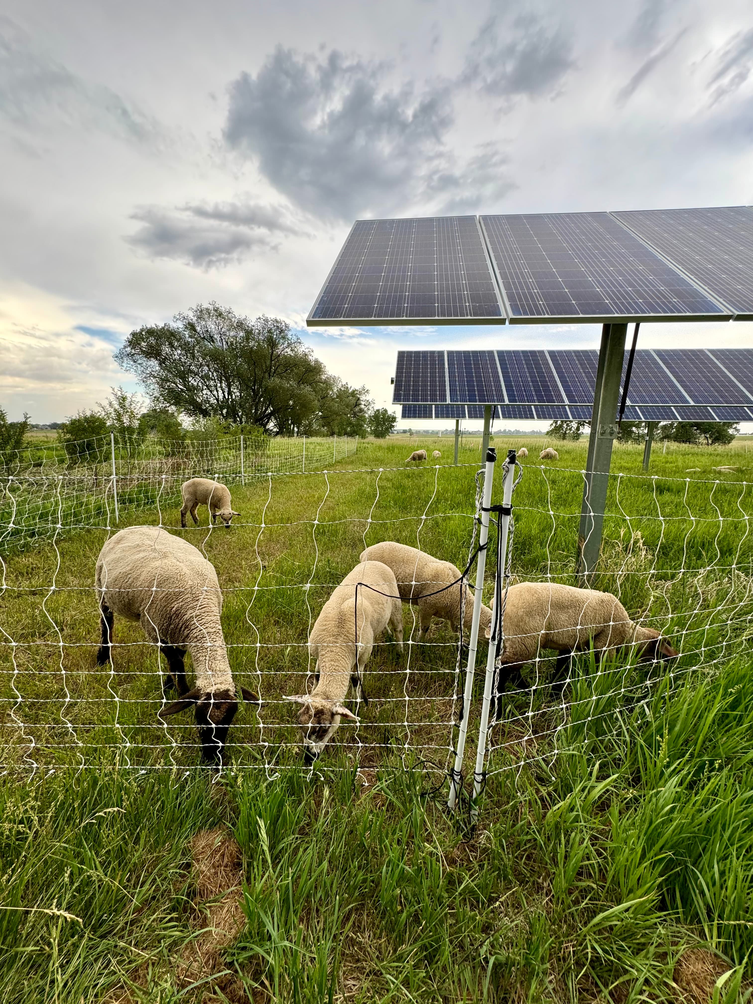 Sheep grazing on a productive farm.