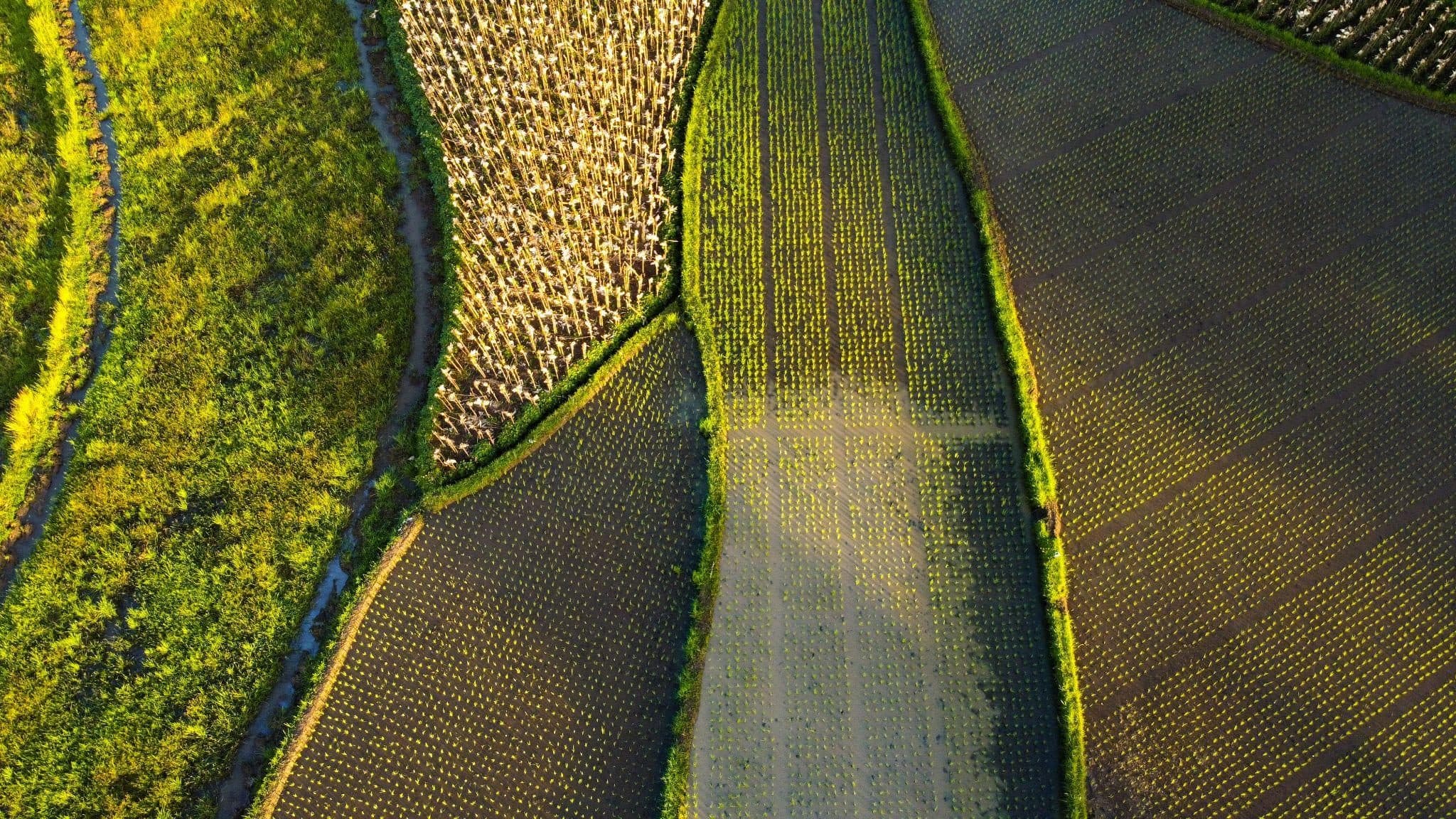 Aerial view of crop rows on farmland.